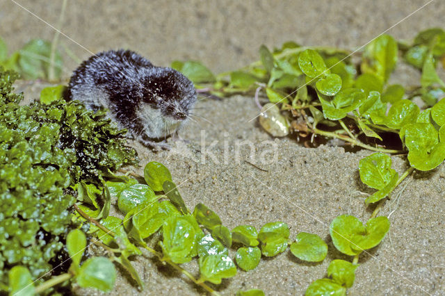 Watershrew (Neomys fodiens)