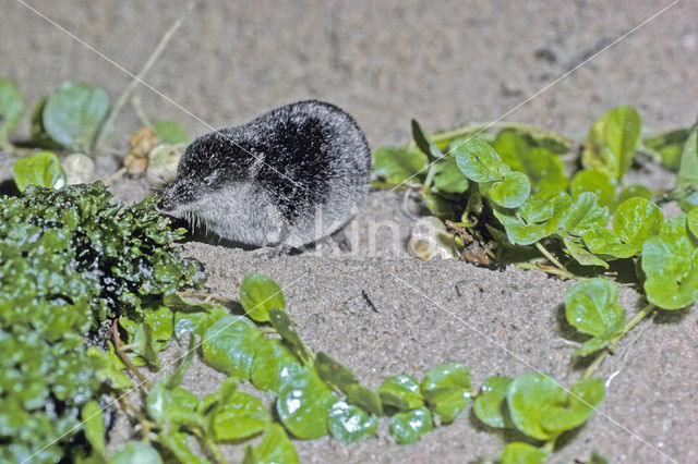 Watershrew (Neomys fodiens)