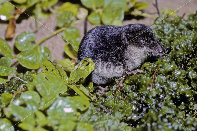 Watershrew (Neomys fodiens)