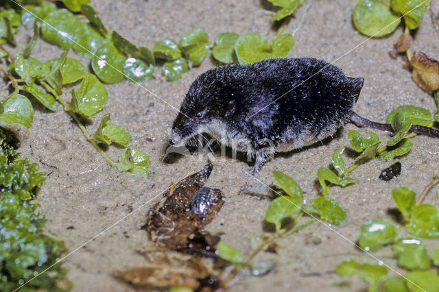 Watershrew (Neomys fodiens)