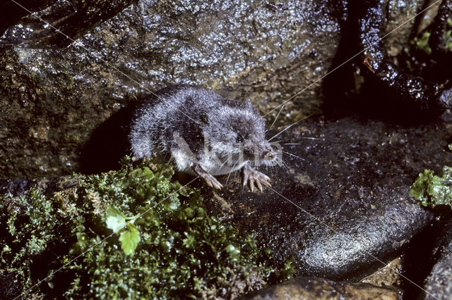 Watershrew (Neomys fodiens)