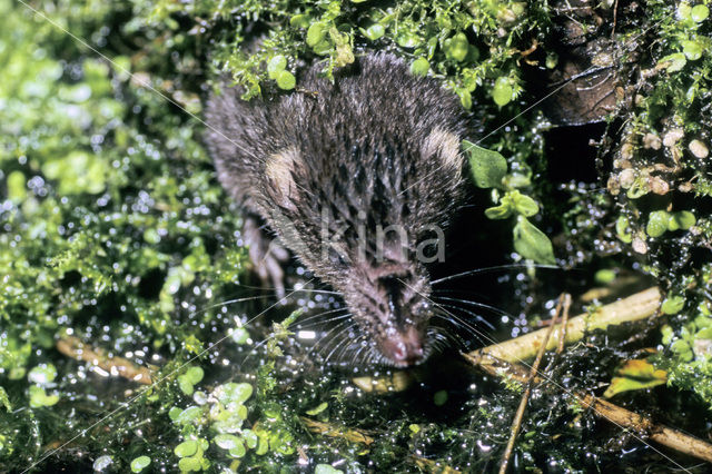 Watershrew (Neomys fodiens)