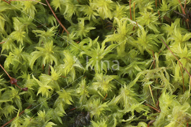 Feathery Bog-moss (Sphagnum cuspidatum)