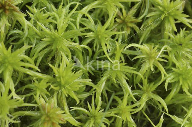 Waterveenmos (Sphagnum cuspidatum)