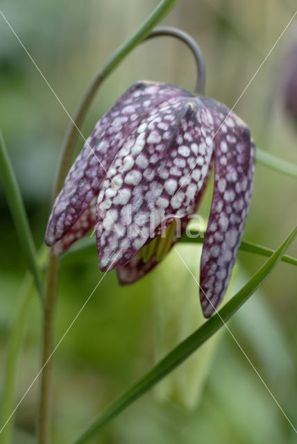 Wilde kievitsbloem (Fritillaria meleagris)