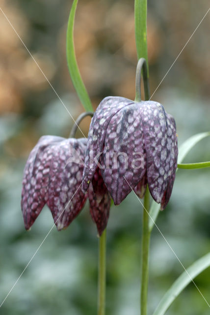 Wilde kievitsbloem (Fritillaria meleagris)