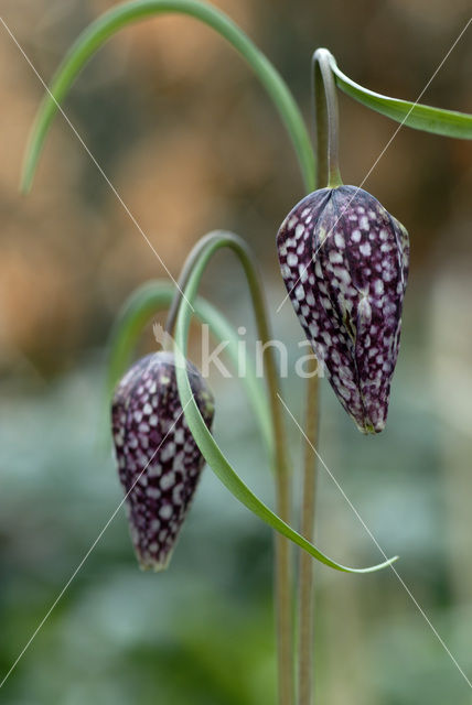 Wilde kievitsbloem (Fritillaria meleagris)