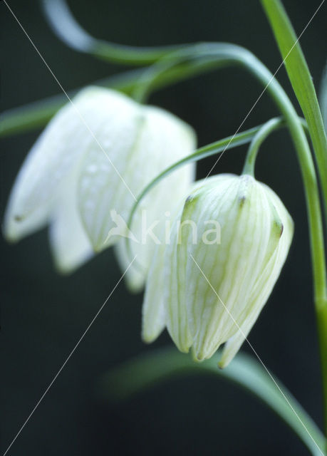 Wilde kievitsbloem (Fritillaria meleagris)