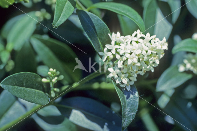 Wild Privet (Ligustrum vulgare)