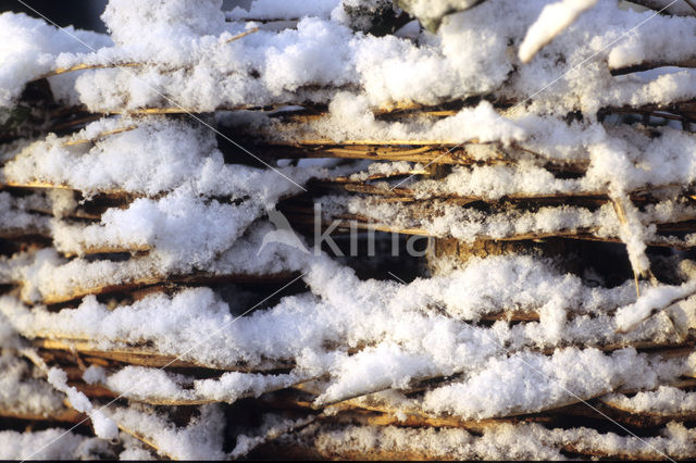 Willow (Salix)