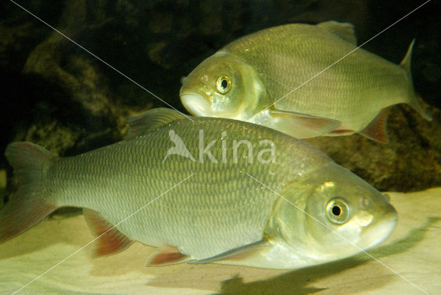 Orfe (Leuciscus idus)