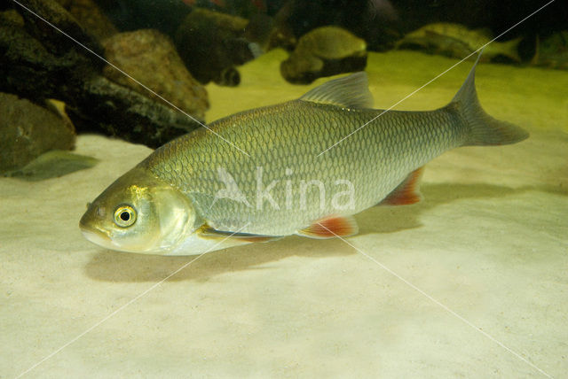 Orfe (Leuciscus idus)