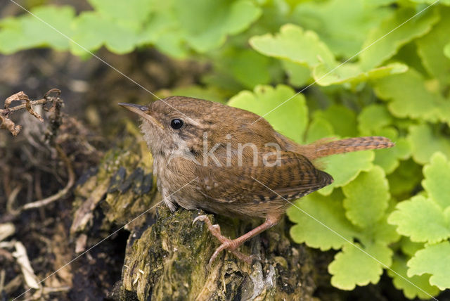 Winterkoning (Troglodytes troglodytes)