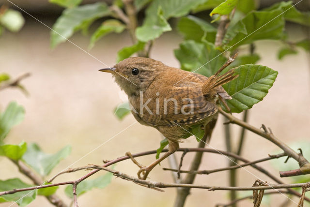 Winterkoning (Troglodytes troglodytes)