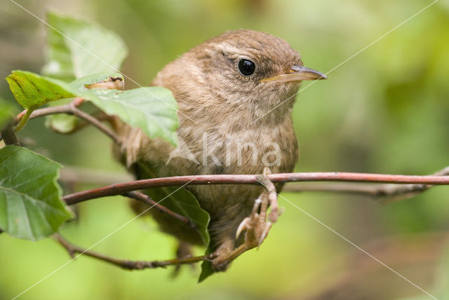 Winterkoning (Troglodytes troglodytes)