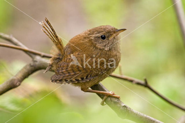 Winterkoning (Troglodytes troglodytes)