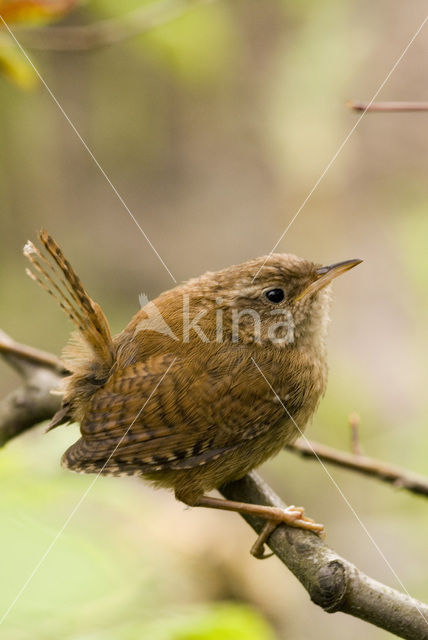 Winterkoning (Troglodytes troglodytes)