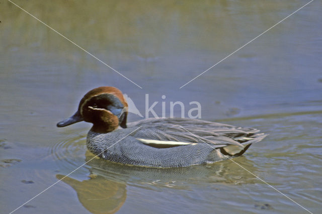 Wintertaling (Anas crecca)