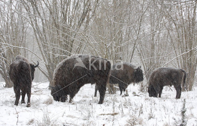 European Bison