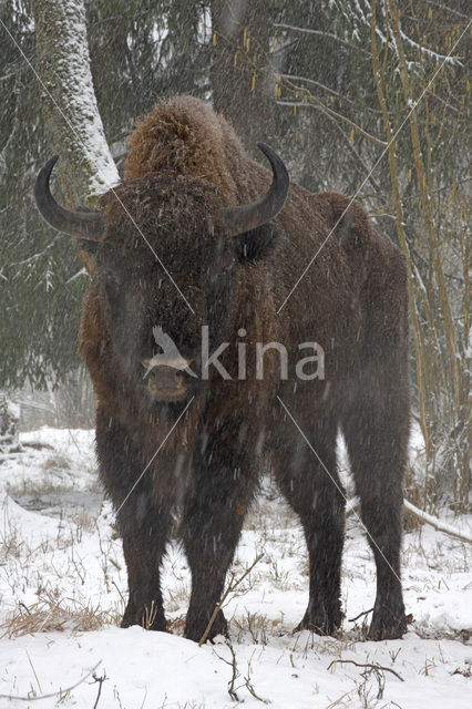 Wisent (Bison bonasus)