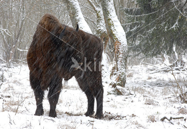 European Bison