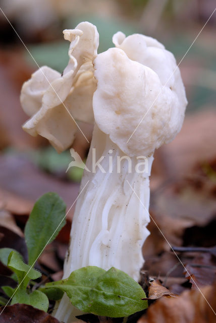 Witte kluifzwam (Helvella crispa)