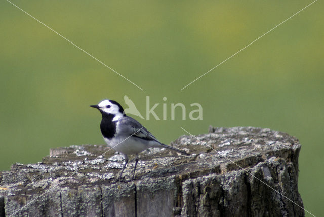 Witte Kwikstaart (Motacilla alba)