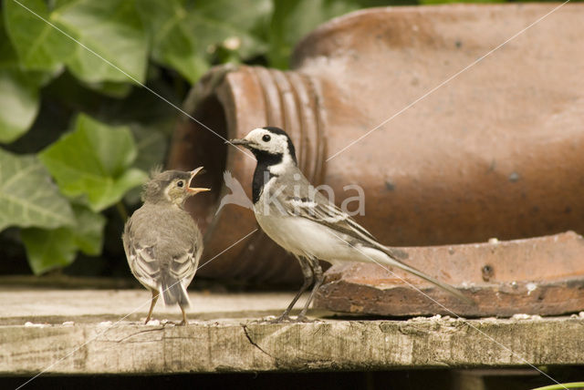 White Wagtail (Motacilla alba)