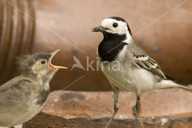 White Wagtail (Motacilla alba)