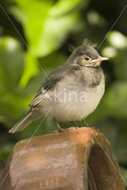 White Wagtail (Motacilla alba)