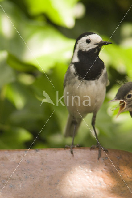 White Wagtail (Motacilla alba)