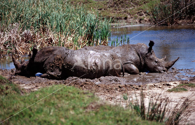 white Rhinoceros