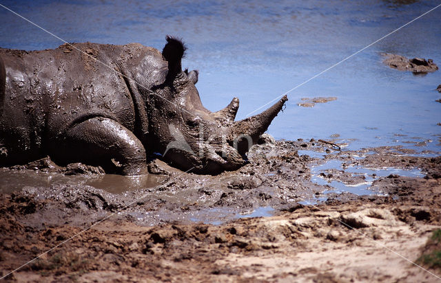white Rhinoceros