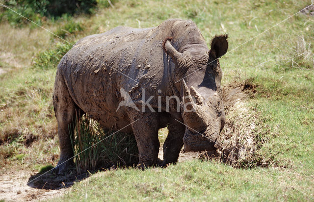 white Rhinoceros