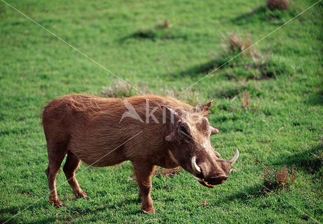 desert warthog (Phacochoerus aethiopicus)