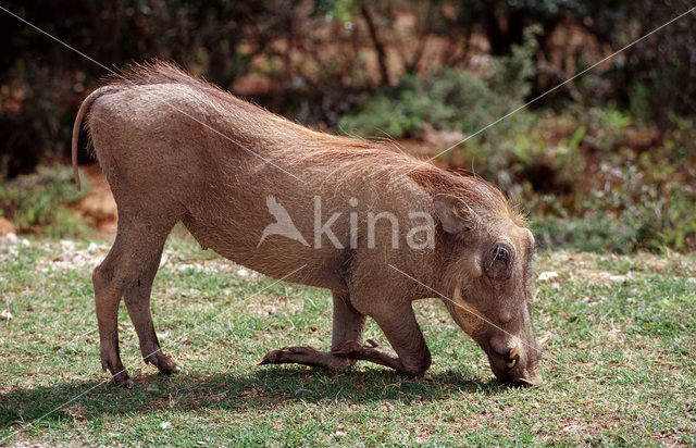 desert warthog (Phacochoerus aethiopicus)