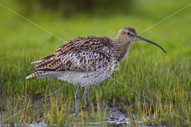 Eurasian Curlew (Numenius arquata)