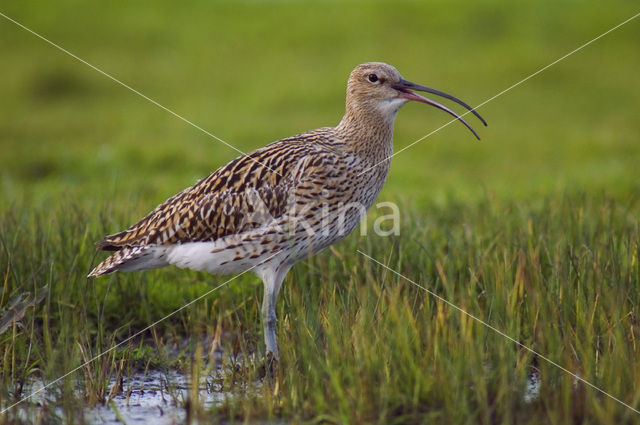 Eurasian Curlew (Numenius arquata)