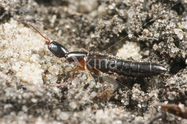 Xantholinus gallicus