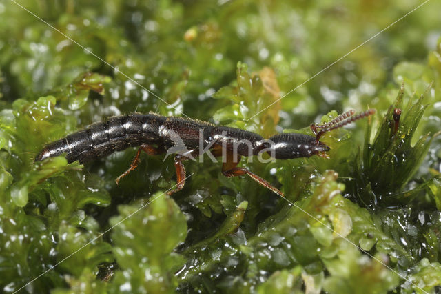 Xantholinus gallicus