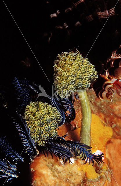 Stalked Green Ascidian (Oxycorynia fascicularis)
