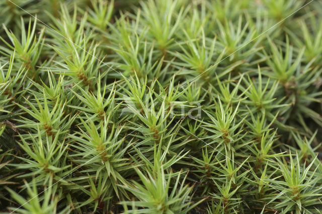 Zandhaarmos (Polytrichum juniperinum)