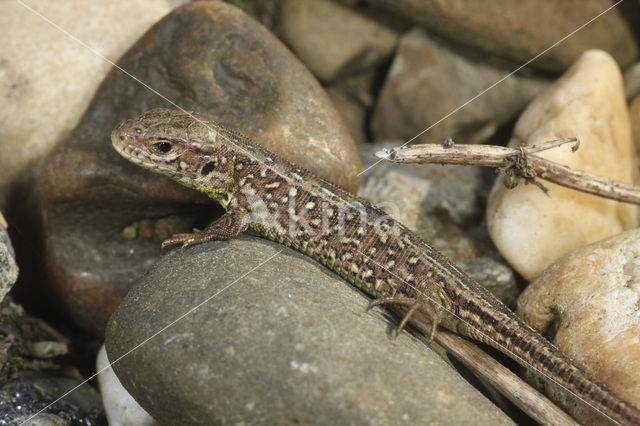 Sand Lizard (Lacerta agilis)