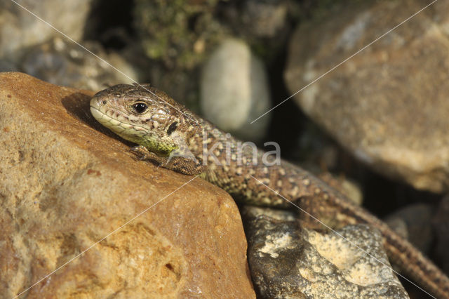 Sand Lizard (Lacerta agilis)
