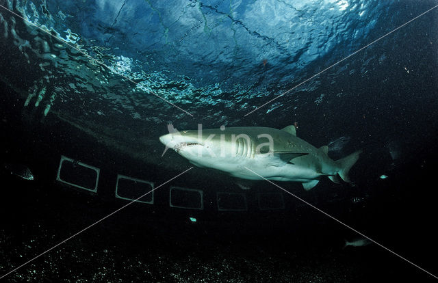 sandtiger shark (Odontaspis taurus)