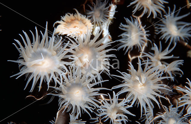Colonial anemone (Amphianthus sp)