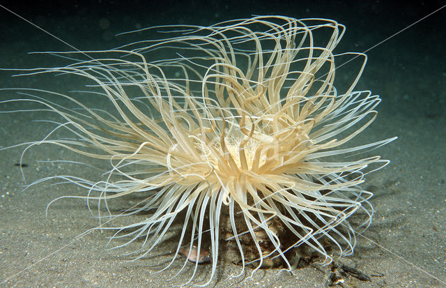 Tube anemone (Cerianthus spec)