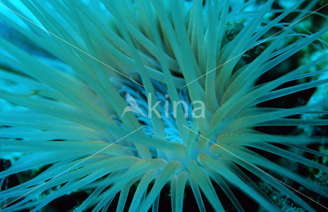 Tube sea anemone