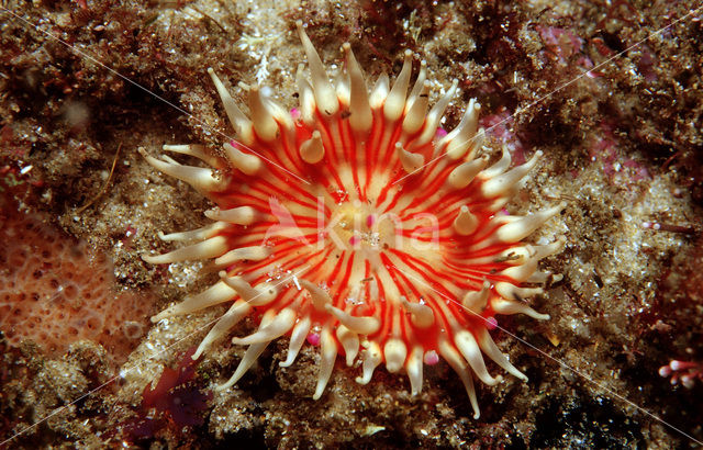 False plum anemone (Pseudactinia flagellifera)