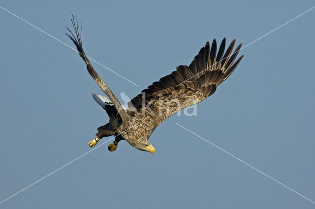 White-tailed Sea Eagle (Haliaeetus albicilla)